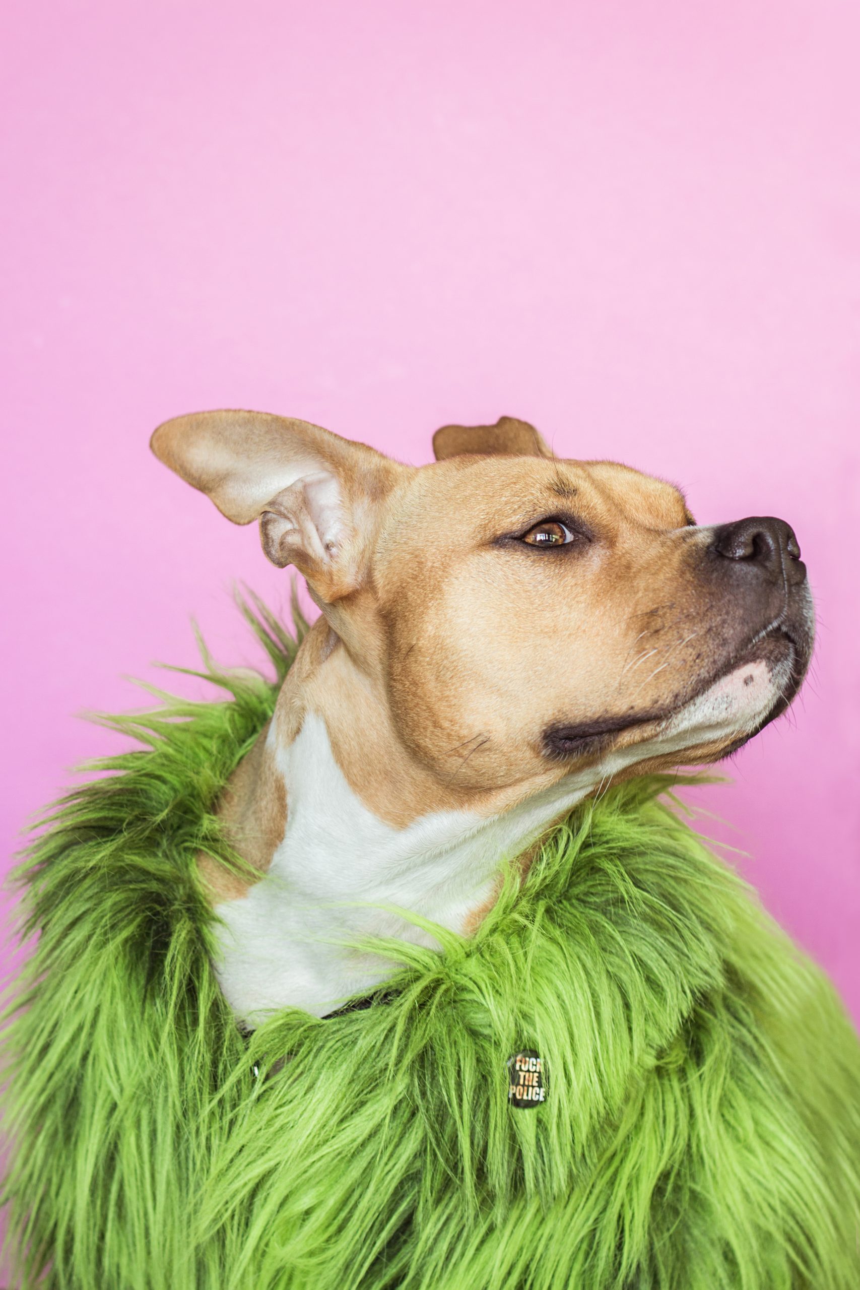 dog-wearing-green-fur-coat-2951921